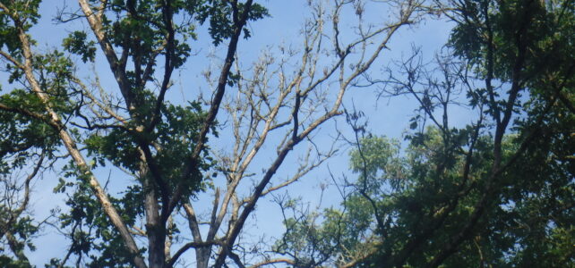 Hazard trees . . . look up!